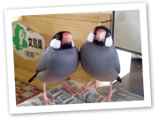 文鳥