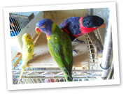 文鳥