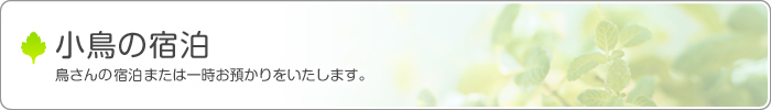 小鳥の宿泊～鳥さんの宿泊または一時預かりをいたします。