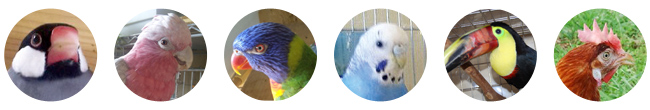お預かり可能な鳥さんの一例