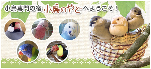 小鳥専門の宿　小鳥のやどへようこそ！
