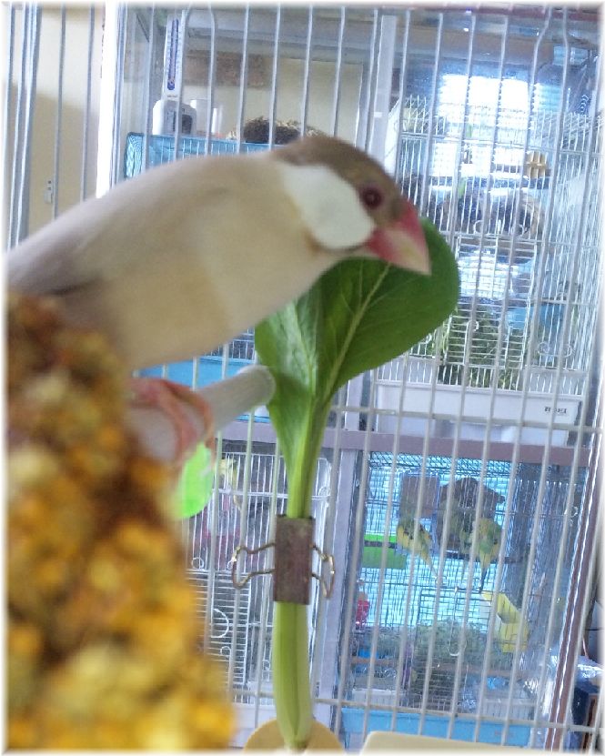 ܺ٥ڡ