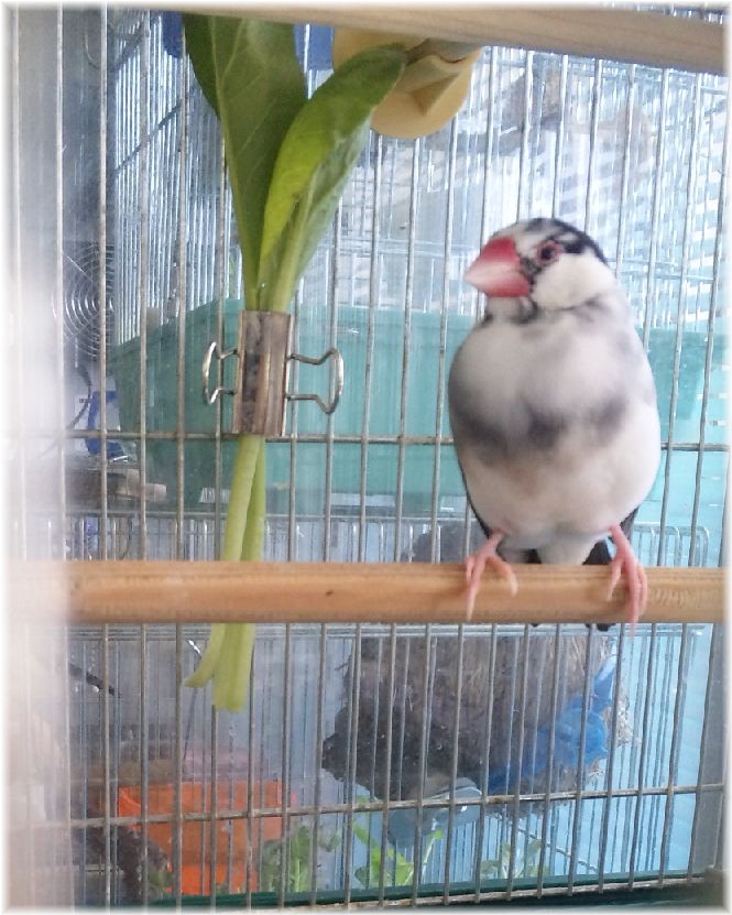 ܺ٥ڡ