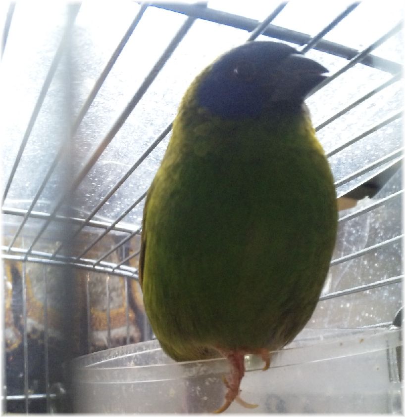ܺ٥ڡ