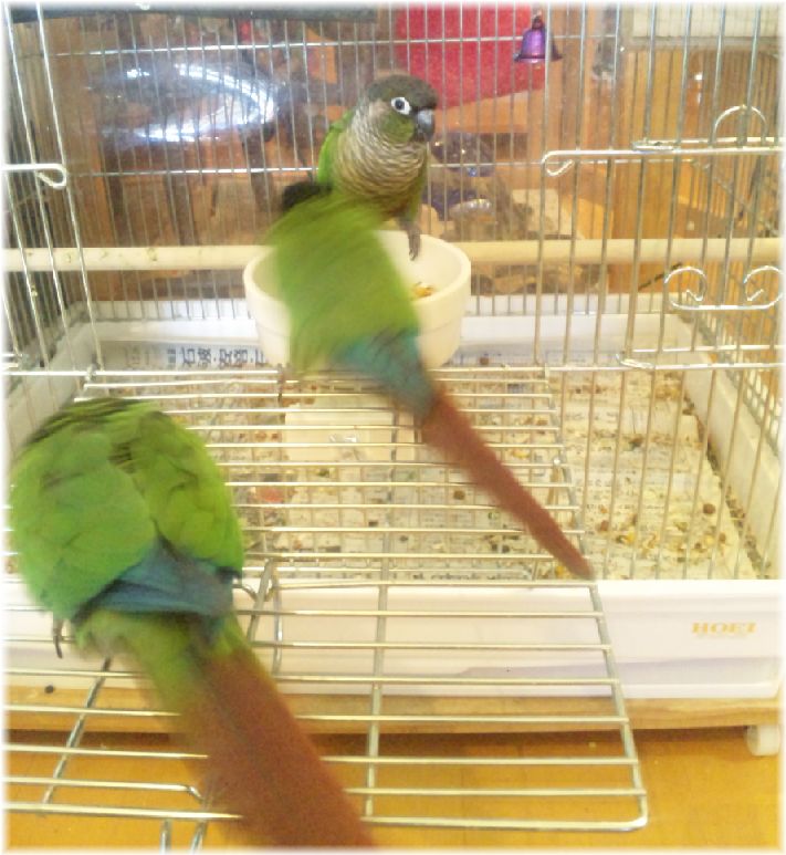 ܺ٥ڡ