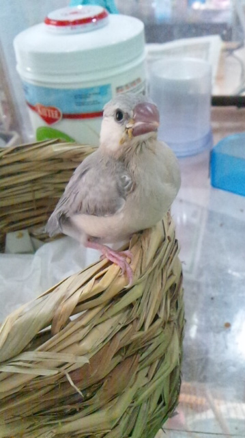 ܺ٥ڡ