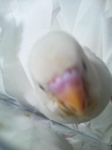 ܺ٥ڡ