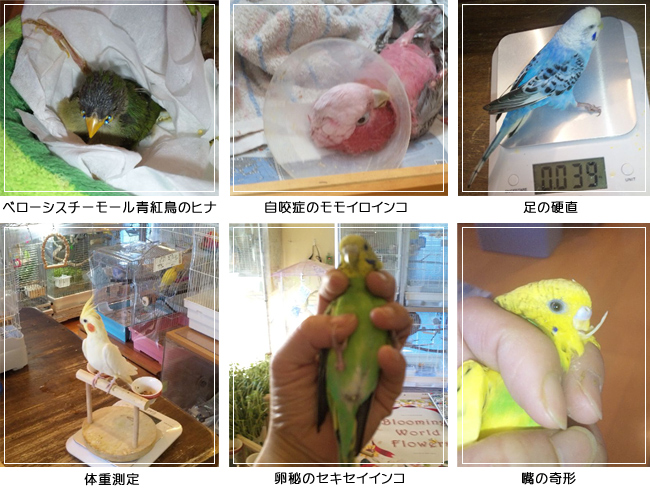 ことりさんたち